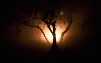 Strange Light in the Woods HD