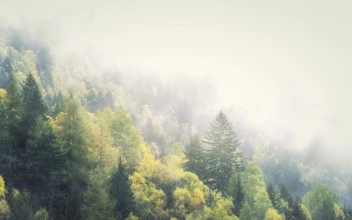 Foggy Snow Winter Forest 4K