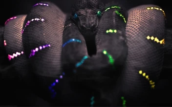 Black Rgb Snake