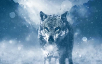 Wolf Stare In The Snow