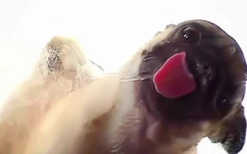 Screenclean  Dog  Animals  Live  Wallpaper