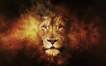 Lion  Head  In  Fire  Fantasy  Live  Wallpaper