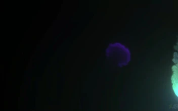 Colorful Fluid Animation