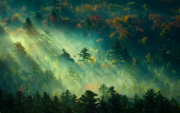 In he Early Morning Forest