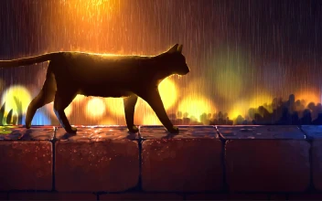 Black Cat in The Rain With Lights Around HD