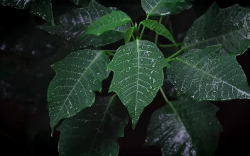 Green Leafs in Black Background