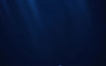 Relaxing Ocean JellyFish HD