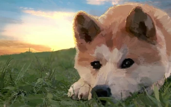 PC Shiba Inu HD