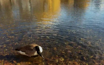 Duck Duck Go PC