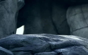 Polar Bear Windows Animated Wallpaper