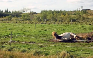 Rolling horse PC