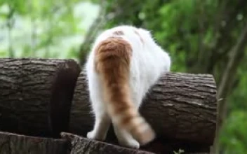 Funny Cat Tail Animated Wallpaper
