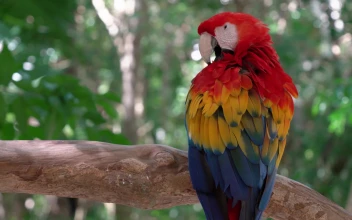 Colors of Nature - Parrot 4K 60fps