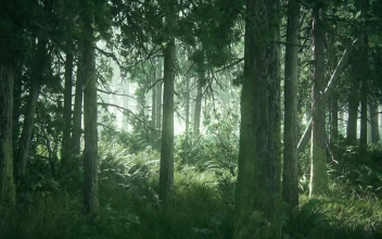TLOU2 Beautiful Forest HD Desktop Wallpaper Using Wallpaper Engine w Download