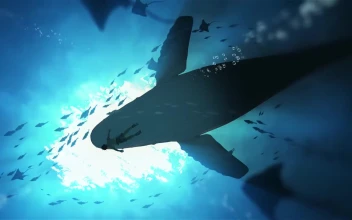 Whale Dreams