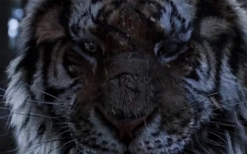 PC Angry Tiger