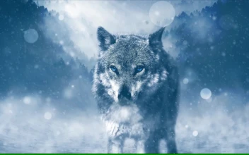 PC Cold Wolf