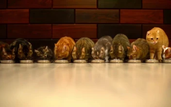 PC Cats Eating