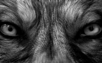 PC Wolf Eyes