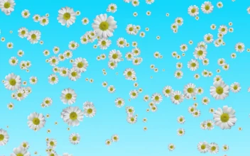 WHITE FLOWER FALL WEDDING DEVOTION SPIRITUALFREE ANIMATED MOTION BACKGROUND HD