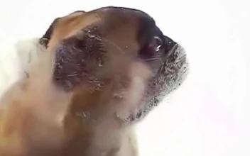PC Pug Screen Cleaner