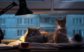 PC Rainy Day Cats Free