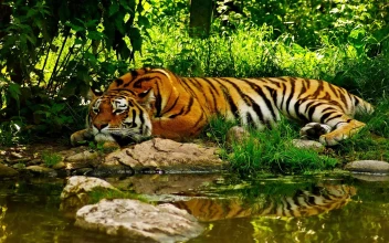 PC Tiger Resting By River Free