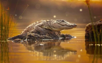 PC Crocodile Swamp Free