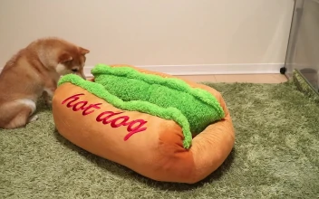 PC Shiba Inu Hot Dog Free