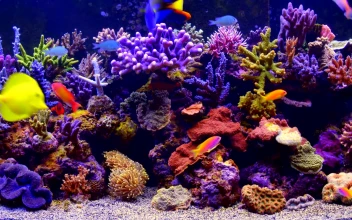 PC Aquarium Free