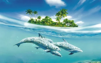 PC Dolphin Island Free