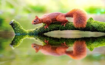 PC Squirrel River Free