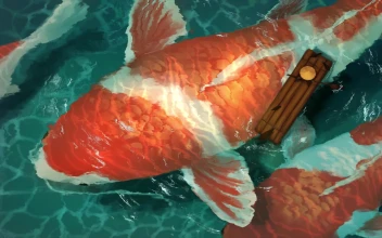 4K Big Koi For PC