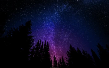 4K Midnight Forest Beneath The Milky Way For PC