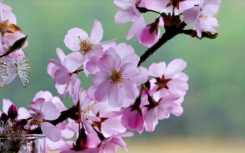 Blossoms 113004 Original Free Stock Video