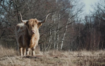Highlandcows 65903 Original Free Stock Video