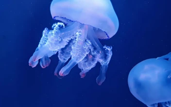 Jellyfish 110877 Original Free Stock Video