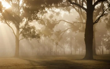 Sunrise 83880 Original Free Stock Video