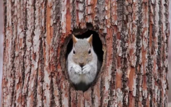 Squirrel Tree HD For PC