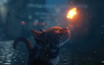 Cat Looking At Glowing Butterfly HD For PC