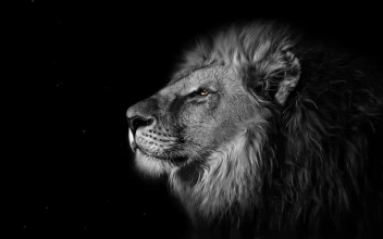 Lion In The Wind HD For PC