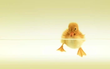 Baby Duck Swimming HD For PC