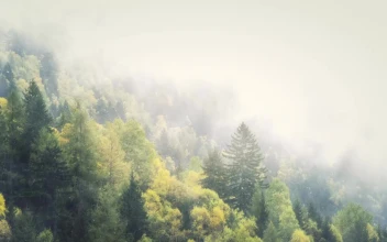 Winter In The Foggy Forest HD For PC