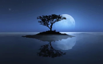 Lonely Tree Under The Moonlight HD For PC