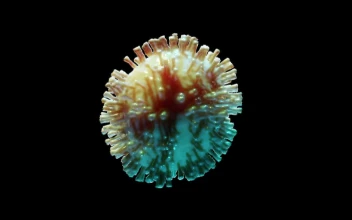 Stock Video 3d animated coronavirus isolated on black backgroun PC