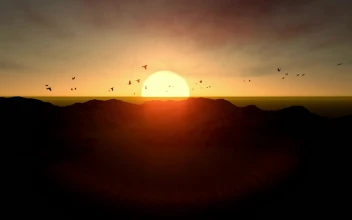 Stock Video 3d sunset at sea with birds flying around PC