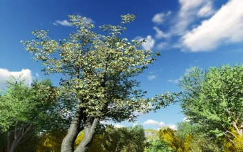 Stock Video 3d trees on a sunny day PC