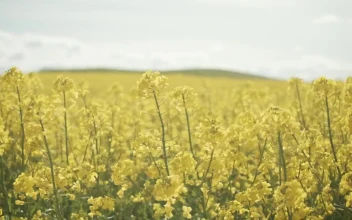 Stock Video A Bee In A Field Of Yellow Crops On A for PC
