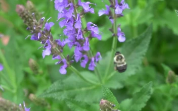 Stock Video A Bee Feeding From Purple Flowers for PC