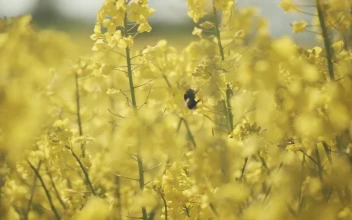 Stock Video A Bee Pollinating Bright Yellow Flowers for PC
